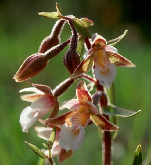 Epipactis palustris