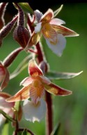 Epipactis palustris