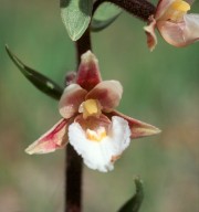 Epipactis palustris