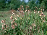 Epipactis palustris