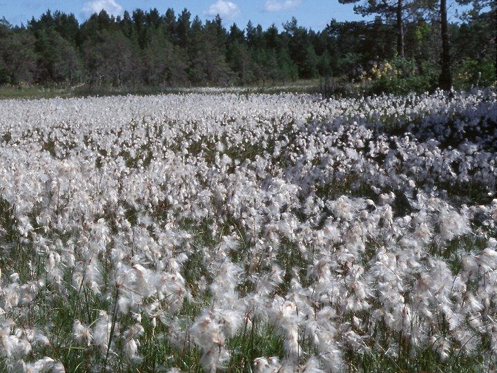 Eriophorum latifolium