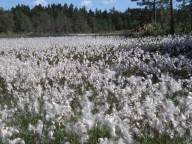 Eriophorum latifolium