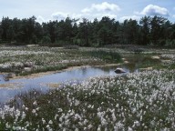 Eriophorum latifolium