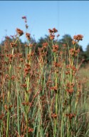 Cladium mariscus