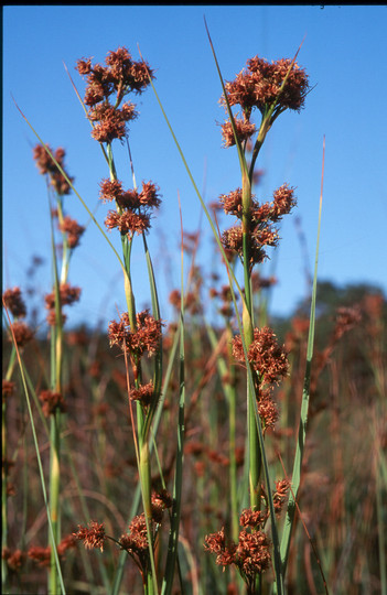 Cladium mariscus