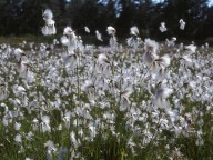 Eriophorum latifolium