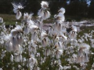 Eriophorum latifolium