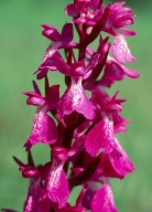 Orchis palustris