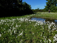 Eriophorum latifolium