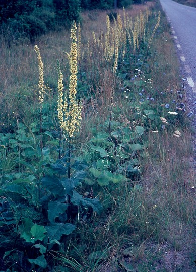 Verbascum nigrum