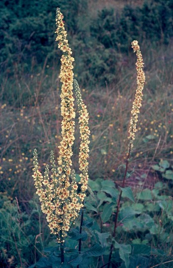 Verbascum nigrum