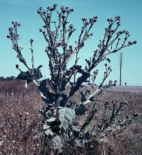 Onopordum acanthium