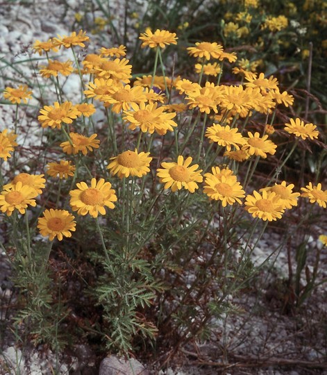 Anthemis tinctoria