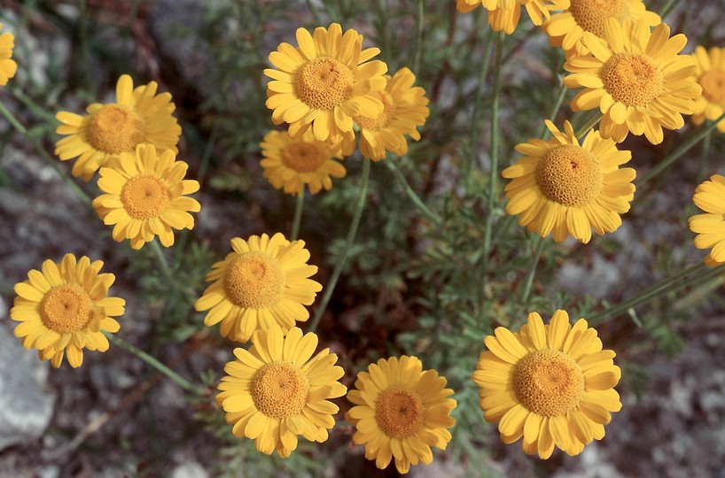 Anthemis tinctoria