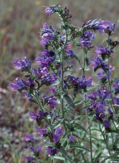 Echium vulgare