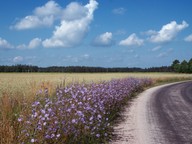 Cichorium intybus