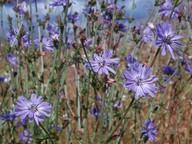 Cichorium intybus