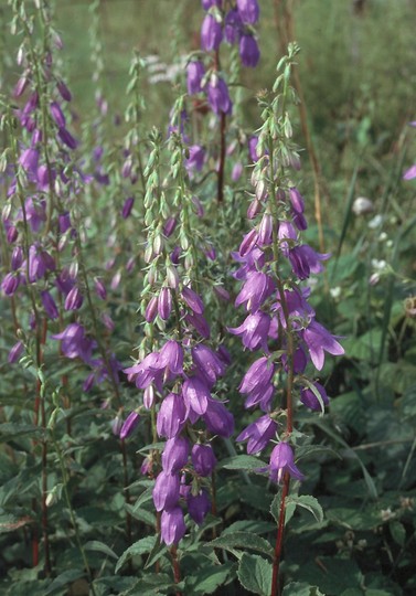 Campanula rapunculoides