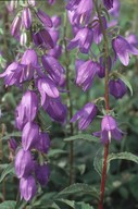 Campanula rapunculoides