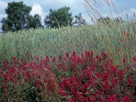 Melampyrum arvense