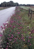 Centaurea scabiosa