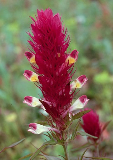 Melampyrum arvense