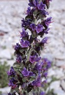 Echium vulgare