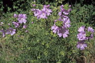 Malva moschata