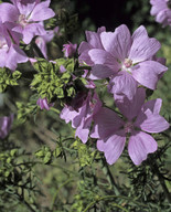 Malva moschata