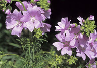 Malva moschata