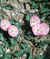 Convolvulus arvensis