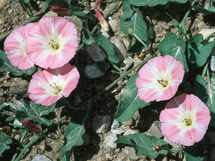 Convolvulus arvensis