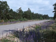 Echium vulgare