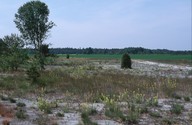 Reseda lutea