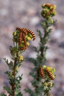 Senecio jacobaea ssp. dunensis