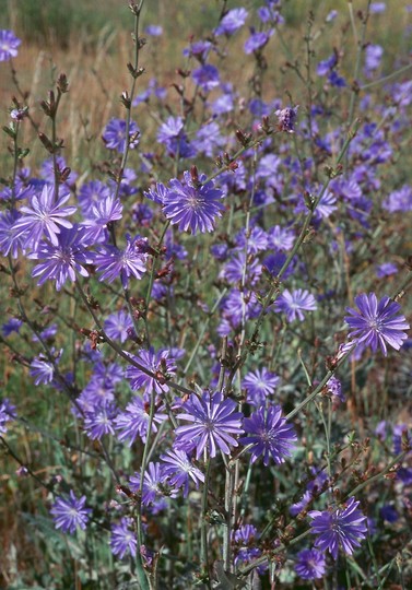 Cichorium intybus