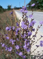 Cichorium intybus