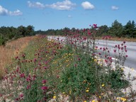 Centaurea scabiosa