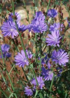 Cichorium intybus