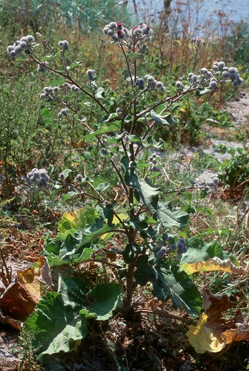 Arctium tomentosum