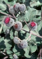 Arctium tomentosum