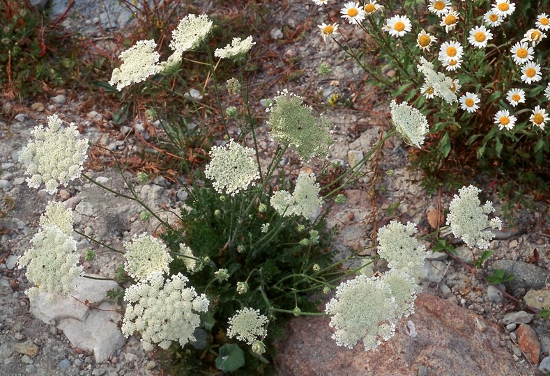 Daucus carota