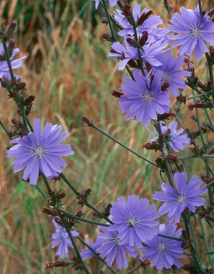 Cichorium intybus