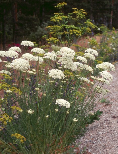 Daucus carota