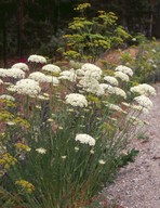 Daucus carota