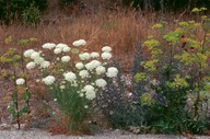 Daucus carota