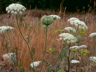 Daucus carota