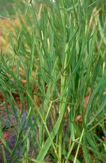 Falcaria vulgaris