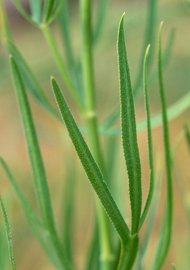 Falcaria vulgaris