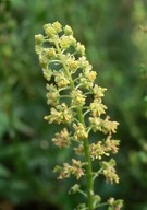 Reseda lutea